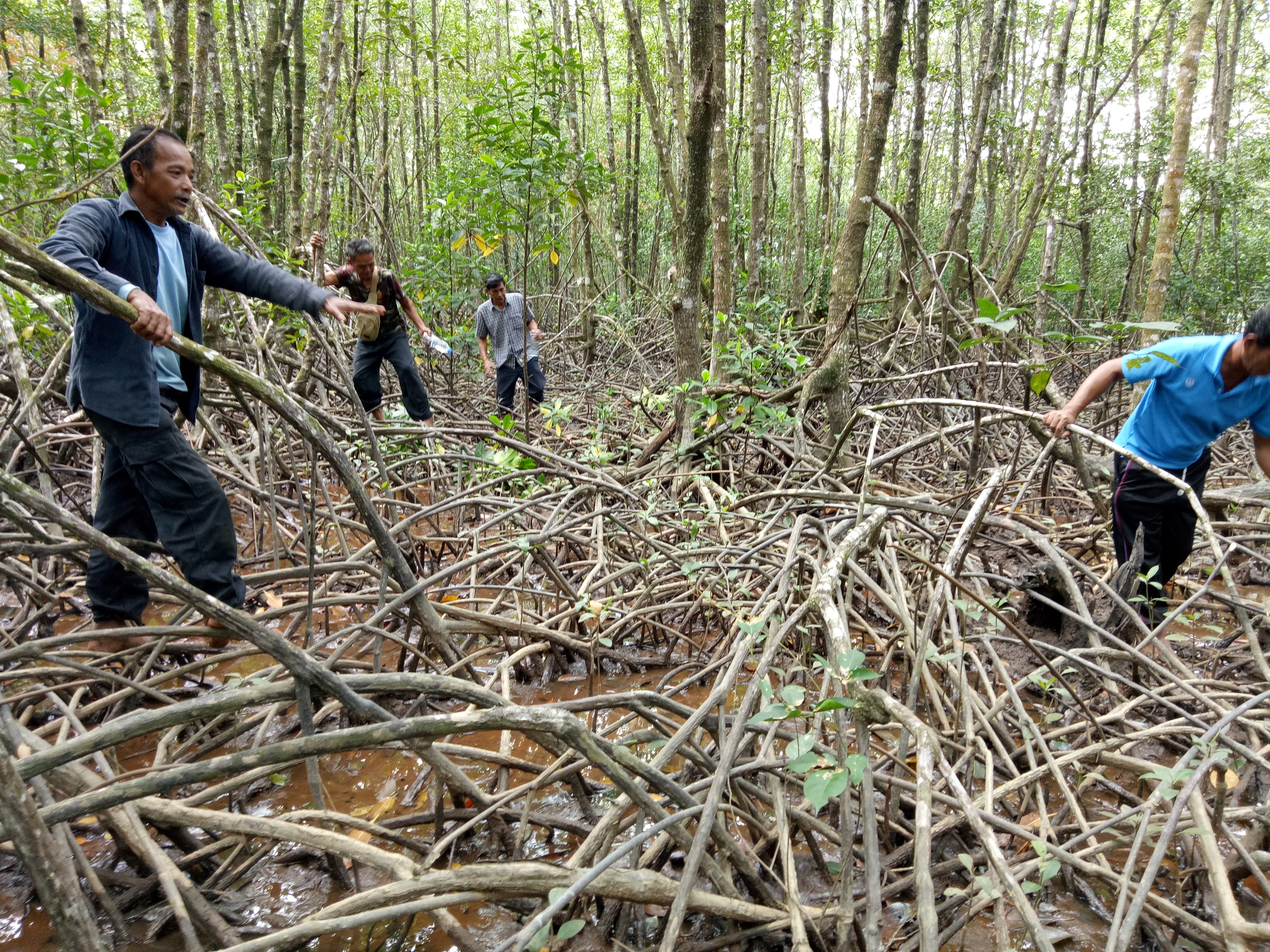 การศึกษาป่าชายเลนบ้านหัวแหลม ตำบลนาทุ่ง อำเภอเมืองชุมพร จังหวัดชุมพร