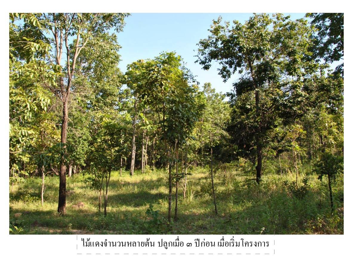 โครงการปลูป่าเฉลิมพระเกียรติพระบาทสมเด็จพระเจ้าอยู่หัว เนื่องในวโรกาสพระราชพิธีมหามงคลเฉลิมพระชมพรรษา ๗ รอบ ๕ ธันวาคม ๒๕๕๔
ภาพกิจกรรม: ไม้แดงจำนวนหลายต้น ปลูกเมื่อ ๓ ปีก่อน เมื่อเริ่มโครงการ